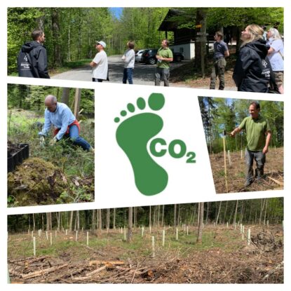 Les arbres réduisent le CO2
